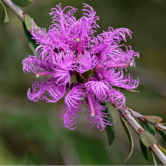 Australian Native Shrubs Native Shrubs for Sale Melbourne